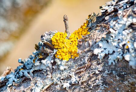 Lichen on the tree bark .Moscow region.Russia.2019の写真素材