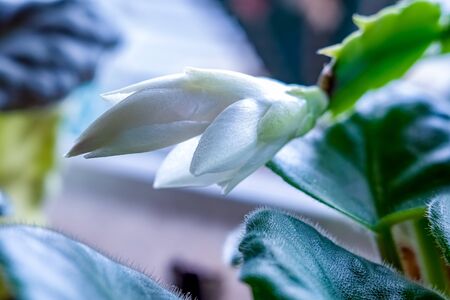 Home grown Schlumberger flower or Decembrist. Beautiful pearl shade..Russia.2019の写真素材