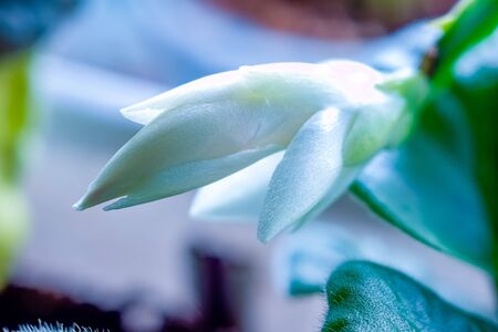 Home grown Schlumberger flower or Decembrist. Beautiful pearl shade..Russia.2019の写真素材