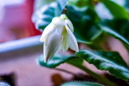 Home grown Schlumberger flower or Decembrist. Beautiful pearl shade..Russia.2019の写真素材