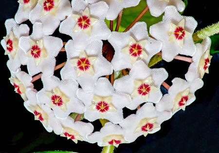 HOYA CARNOSA. Beautiful Home grown flower.Russia.2019の写真素材