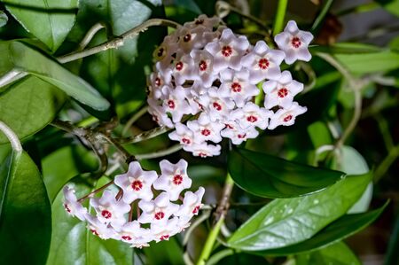 HOYA CARNOSA. Beautiful Home grown flower.Russia.2019の写真素材