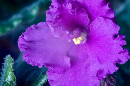 Home grown flower. In the flowering period.Semi-double violet Saintpaulia.Russia.2019の写真素材