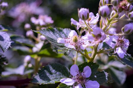 spring flowers on the blackberries - the BlackBerry bushes.Moscow region.Russia.2019の写真素材