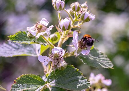 spring flowers on the blackberries - the BlackBerry bushes.Moscow region.Russia.2019の写真素材