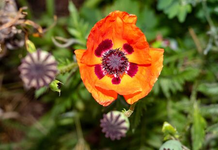 just beautiful flowers - flowers of early summer.Moscow region.Russia.2019の写真素材