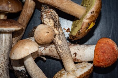 Forest mushrooms, aspen,boletus. - nature of Russia.Moscow region.Russia.2019の写真素材