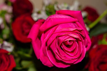 spring first flowers in the meadow - wonderful aroma of flowers .Moscow region.Russia.2019の写真素材