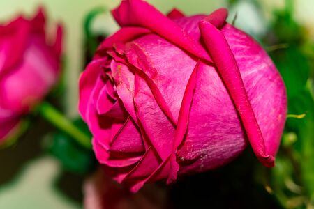 spring first flowers in the meadow - wonderful aroma of flowers .Moscow region.Russia.2019の写真素材
