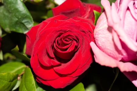 spring first flowers in the meadow - wonderful aroma of flowers .Moscow region.Russia.2019の写真素材