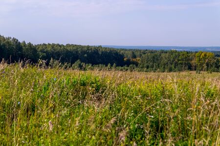 The nature of the Moscow region - View of the summer forest near Moscow.Moscow region.Russia.の写真素材