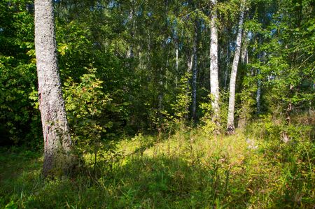 The nature of the Moscow region - View of the summer forest near Moscow.Moscow region.Russia.の写真素材