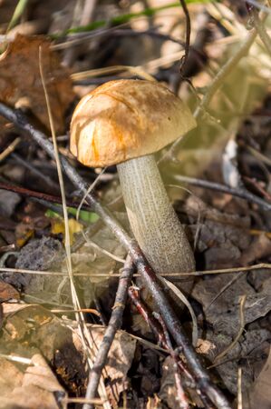 The nature of the Moscow region - mushrooms hid in the grass.Moscow region.Russia.2019の写真素材