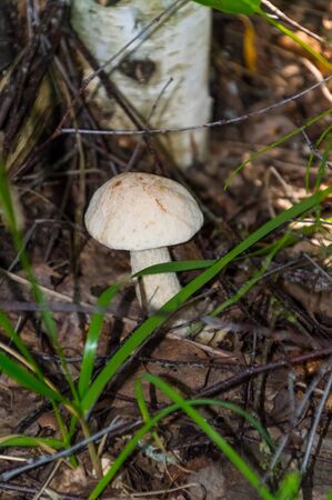 The nature of the Moscow region - mushrooms hid in the grass.Moscow region.Russia.2019の写真素材