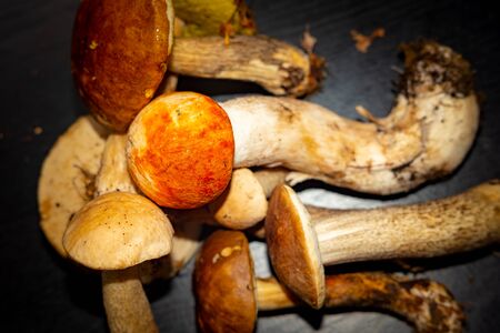 Forest mushrooms, aspen,boletus. - nature of Russia.Moscow region.の写真素材