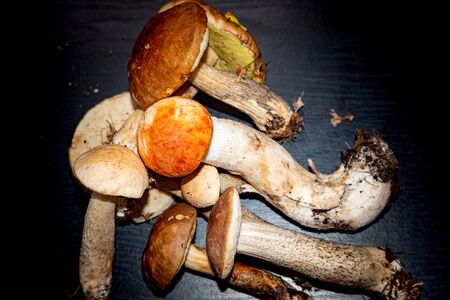 Forest mushrooms, aspen,boletus. - nature of Russia.Moscow region.の写真素材