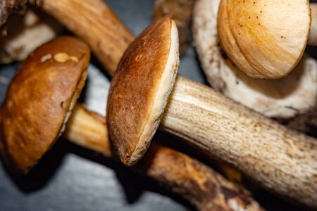 Forest mushrooms, aspen,boletus. - nature of Russia.Moscow region.の写真素材
