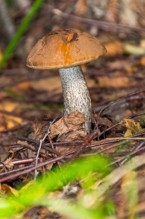 The nature of the Moscow region - mushrooms hid in the grass.Moscow region.Russia.2019の写真素材
