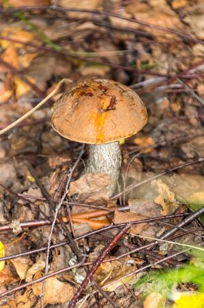 The nature of the Moscow region - mushrooms hid in the grass.Moscow region.Russia.2019の写真素材