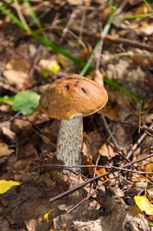 The nature of the Moscow region - mushrooms hid in the grass.Moscow region.の写真素材