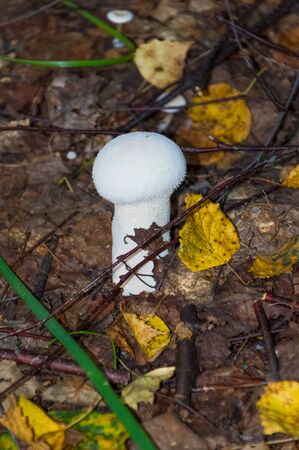 The nature of the Moscow region - mushrooms hid in the grass.Moscow region.Russia.2019の写真素材