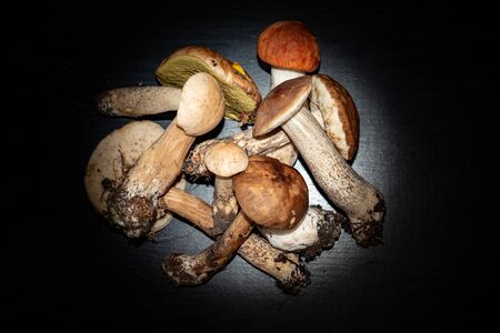 Forest mushrooms, aspen,boletus. - nature of Russia.Moscow region.Russia.2019の写真素材