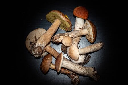 Forest mushrooms, aspen,boletus. - nature of Russia.Moscow region.Russia.2019の写真素材