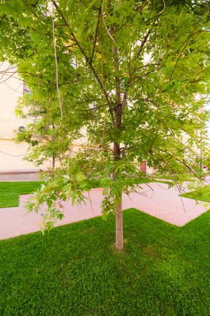 Acer saccharinum, Acer dasycarpum.It features a wide spreading crown and bright green, deeply rugged leaves with a silver inside.の写真素材