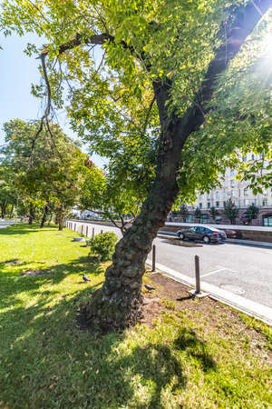 City the Moscow .Cap - growth on a tree.Russia.2019の写真素材