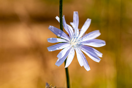 Beautiful flowers on a sunny day in a forest near Moscow - the nature of Russia.Moscow region.Russia.2020の写真素材