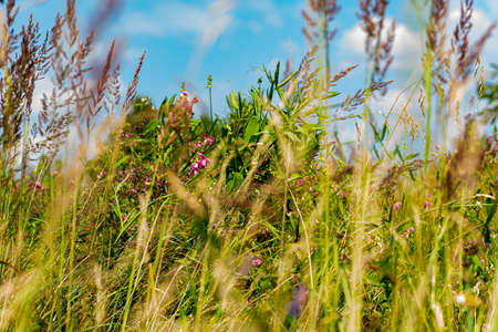 Beautiful flowers on a sunny day in a forest near Moscow - the nature of Russia.Moscow region.Russia.2020の写真素材
