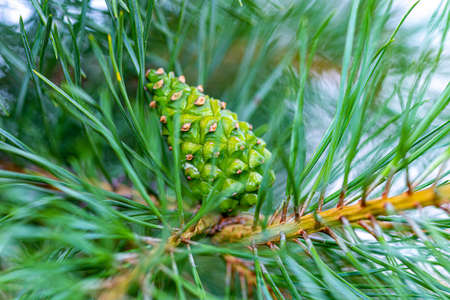 Beautiful flowers on a sunny day in a forest near Moscow - the nature of Russia.Moscow region.Russia.2020の写真素材