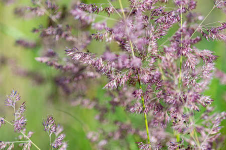 Beautiful flowers on a sunny day in a forest near Moscow - the nature of Russia.Moscow region.Russia.2020の写真素材