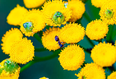 Beautiful flowers on a sunny day in a forest near Moscow - the nature of Russia.Moscow region.Russia.2020の写真素材