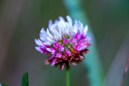 Beautiful flowers on a sunny day in a forest near Moscow - the nature of Russia.Moscow region.Russia.2020の写真素材