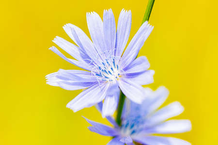 Beautiful flowers on a sunny day in a forest near Moscow - the nature of Russia.Moscow region.Russia.2020の写真素材