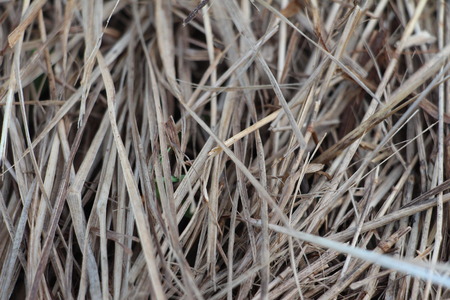 Abstract background of dry grass.の写真素材