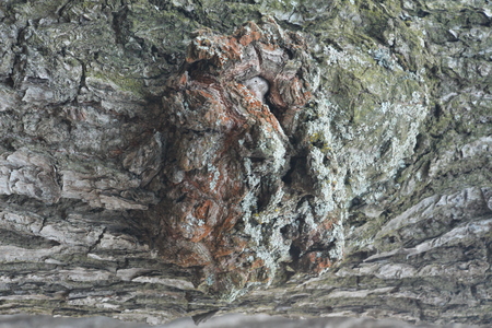 Just bark on a tree. The Scarecrow forest watching us.の写真素材