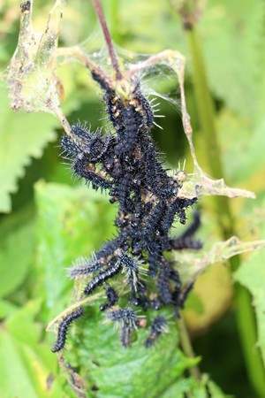 The invasion of the caterpillars on the blooming field.の写真素材