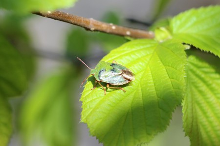 Forest green bug. The Scarecrow forest watching us.の写真素材