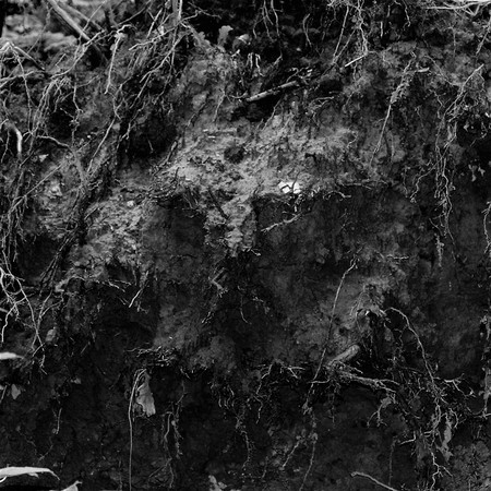 The Scarecrow forest watching us. Vanilla.
