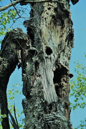 Just bark on a tree. The Scarecrow forest watching us.の写真素材