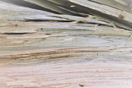 Structure of wood. A broken tree.