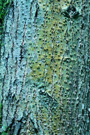 Just bark on a tree. Beautiful structural surface of the bark on different trees. Illustration for Banners Backgrounds Posters Screensavers or Cards.の写真素材
