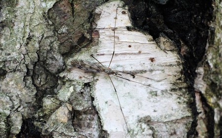 Background texture of tree bark, forest.の写真素材
