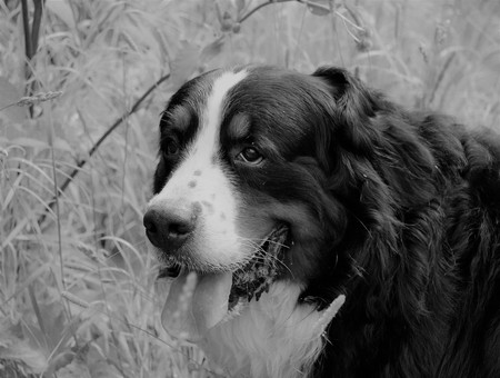 Bernese Mountain Dog on the walk in the Park.