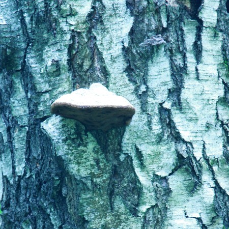 Background texture of tree bark, forest.
