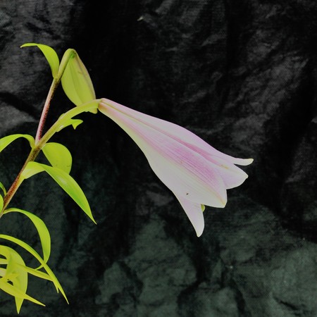 flower lily calla orchid daisy chrysanthemumの写真素材