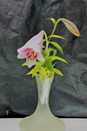 flower lily calla orchid daisy chrysanthemumの写真素材