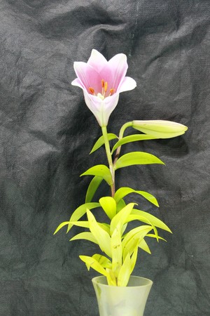 flower lily calla orchid daisy chrysanthemumの写真素材